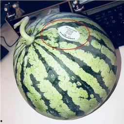 宣威网红吃瓜,吃瓜大作战幕后揭秘！