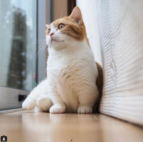 网红搞怪小猫,网红小猫的欢乐日常