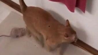 头条小鱼幼崽视频,头条小鱼幼崽视频萌化人心