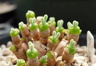 受花在线观看,一场视觉与情感的盛宴