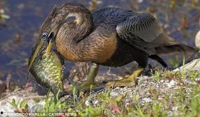 南县鸟嘴新闻头条,揭秘鸟类天堂的生态奇迹