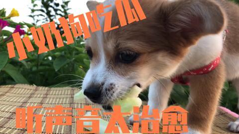 狗吃瓜合集,揭秘狗狗吃瓜合集中的趣味瞬间