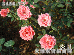 明星绿世界,探索明星绿世界的奇幻之旅