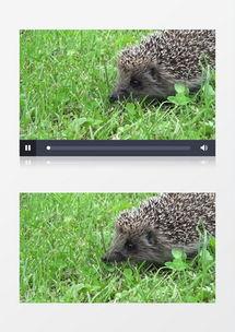 田野视频刺猬吃瓜,田野间的趣味瞬间