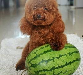 路边吃瓜的二狗,揭秘街头百态