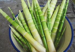 网红挖笋视频下载