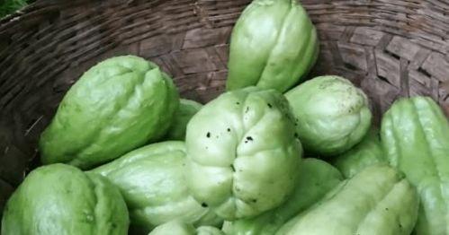 什么瓜可以切丝切片吃,从什么瓜中切丝切片，轻松享受清新口感