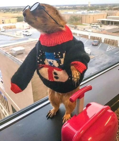 动作明星是什么动物,猎豹般的速度与激情