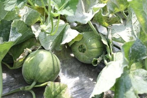 这月吃瓜的季节