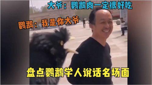 网红鸭与人类对话搞笑,网红鸭与人类对话的欢乐时光