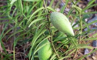 怎么吃梢瓜,解锁家常美味新选择