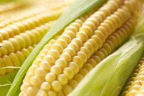 看玉米如何脱料,从田间到餐桌的华丽蜕变